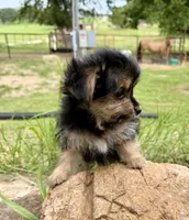 Mr Tibbins POTTY TRAINED, a male Maltese and Yorkshire Terrier for sale in Cassville, MO – 7 of 10