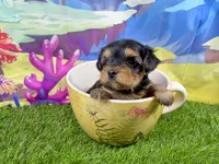 Lil’ Tanisha, a female Morkie for sale in Cassville, MO – 2 of 10