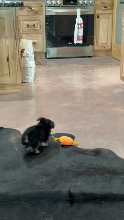Mr Tibbins POTTY TRAINED, a male Maltese and Yorkshire Terrier for sale in Cassville, MO – 9 of 10