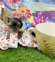 AKC Tiny Tcup Scarlett 9 ounces, a female Yorkshire Terrier for sale in Cassville, MO – 2 of 10