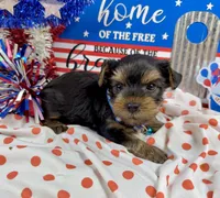 AKC Tcup Smudge 14 ounces, a male Yorkshire Terrier for sale in Cassville, MO – 7 of 7