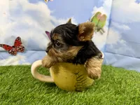 AKC Little Layla , a female Yorkshire Terrier for sale in Cassville, MO – 9 of 9