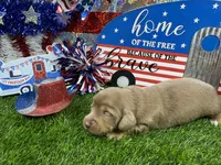 Pickles, a female Dachshund and Miniature Dachshund for sale in Cassville, MO – 3 of 8