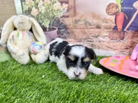 Tiny Pixie, a female Maltese and Yorkshire Terrier for sale in Cassville, MO – Photo 4 of 5