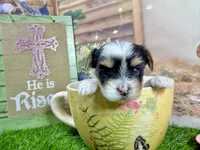 Tiny Pixie, a female Maltese and Yorkshire Terrier for sale in Cassville, MO – Photo 5 of 5
