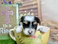 Tiny Pixie, a female Maltese and Yorkshire Terrier for sale in Cassville, MO – Photo 3 of 5