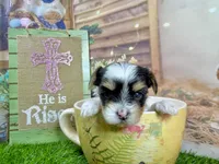 Tiny Pixie, a female Maltese and Yorkshire Terrier for sale in Cassville, MO – Photo 2 of 5