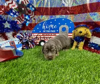 Orlando, a male Dachshund and Miniature Dachshund for sale in Cassville, MO – 2 of 9