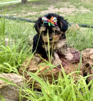 Tiny Tanisha POTTY TRAINED , a female Maltese and Yorkshire Terrier for sale in Cassville, MO – 4 of 8