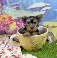 AKC Tcup Skeeter 15 ounces, a male Yorkshire Terrier for sale in Cassville, MO – 3 of 9