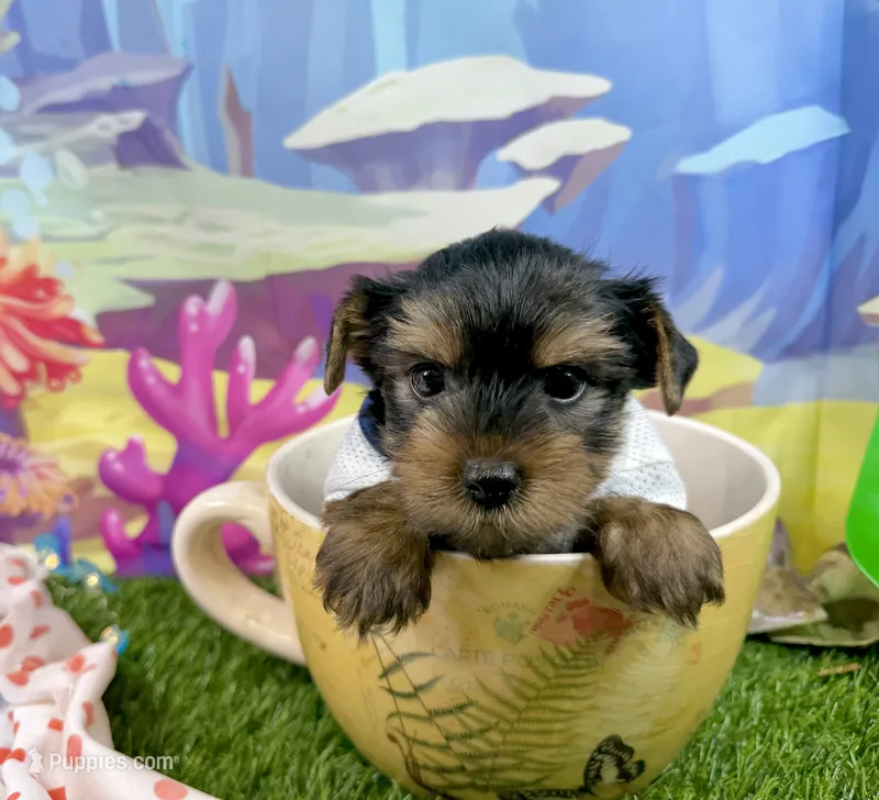 AKC Tcup Smudge 14 ounces – Yorkshire Terrier puppy for sale in Cassville, MO
