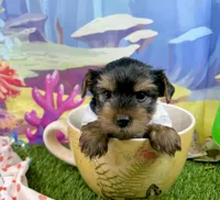 AKC Tcup Smudge 17 ounces, a male Yorkshire Terrier for sale in Cassville, MO – 4 of 10