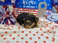 AKC Tcup Sawyer 12 ounces, a male Yorkshire Terrier for sale in Cassville, MO – 6 of 6