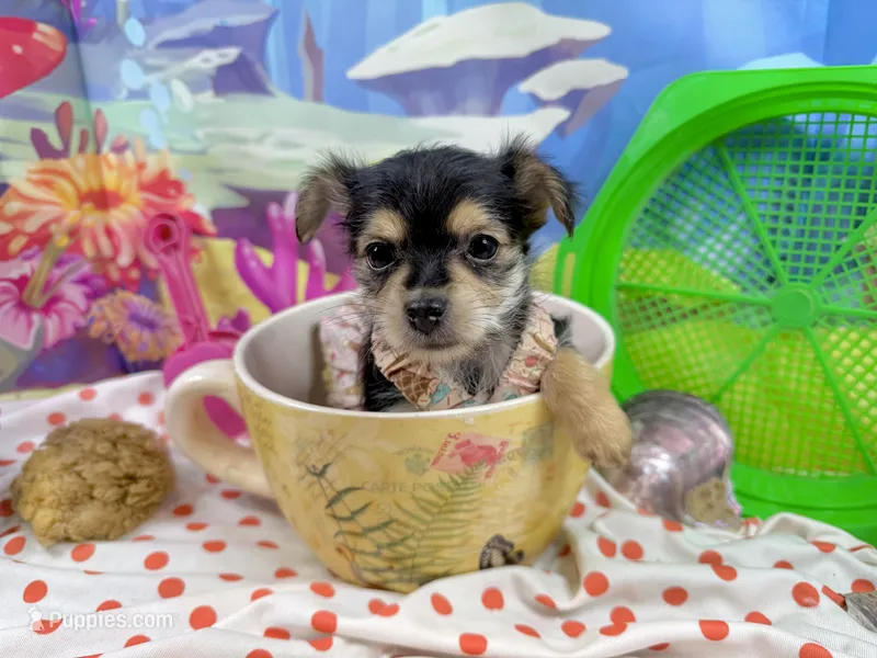 Tcup Tiffany – Morkie puppy for sale in Cassville, MO