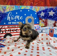 AKC Tiny Tcup Scarlett 7 ounces, a female Yorkshire Terrier for sale in Cassville, MO – 2 of 10