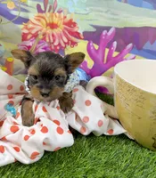 AKC Tiny Tcup Scarlett 9 ounces, a female Yorkshire Terrier for sale in Cassville, MO – 9 of 10