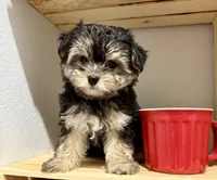 Sensational Taffy, a female Maltese and Yorkshire Terrier for sale in Cassville, MO – 6 of 7