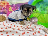 Mr Tibbins, a male Maltese and Yorkshire Terrier for sale in Cassville, MO – 5 of 8
