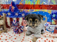 Mr Tibbins, a male Maltese and Yorkshire Terrier for sale in Cassville, MO – 3 of 8