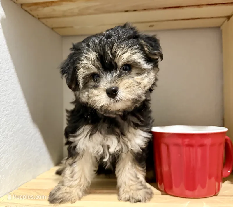 Sensational Taffy – Maltese, Yorkshire Terrier puppy for sale in Cassville, MO