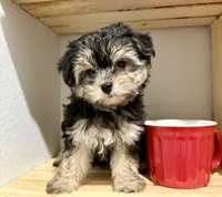 Sensational Taffy, a female Maltese and Yorkshire Terrier for sale in Cassville, MO – 7 of 7