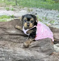 Akc Tcup Sammy 14 ounces, a female Yorkshire Terrier for sale in Cassville, MO – 2 of 10
