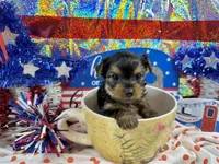 Akc Tcup Sammy 12 ounces, a female Yorkshire Terrier for sale in Cassville, MO – 4 of 6