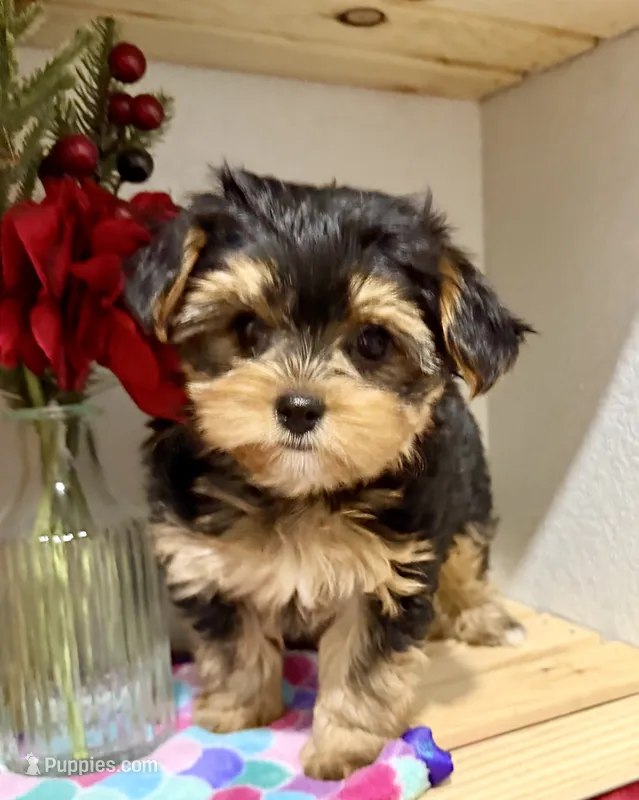 Tiny Tanisha – Maltese, Yorkshire Terrier puppy for sale in Cassville, MO