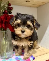Tiny Tanisha POTTY TRAINED , a female Maltese and Yorkshire Terrier for sale in Cassville, MO – 1 of 8