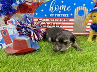 Tiny Tibbins, a male Morkie for sale in Cassville, MO – 6 of 6