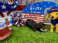 Tcup Tickles, a female Maltese and Yorkshire Terrier for sale in Cassville, MO – 7 of 7