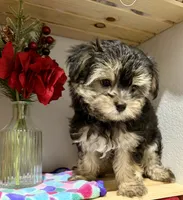 Sensational Taffy, a female Maltese and Yorkshire Terrier for sale in Cassville, MO – 4 of 7