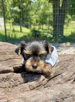 AKC Tcup Smudge 17 ounces, a male Yorkshire Terrier for sale in Cassville, MO – 5 of 10