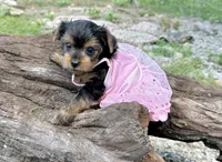 Akc Tcup Sammy 14 ounces, a female Yorkshire Terrier for sale in Cassville, MO – 4 of 10