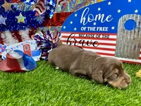 Piper , a female Dachshund and Miniature Dachshund for sale in Cassville, MO – 4 of 9