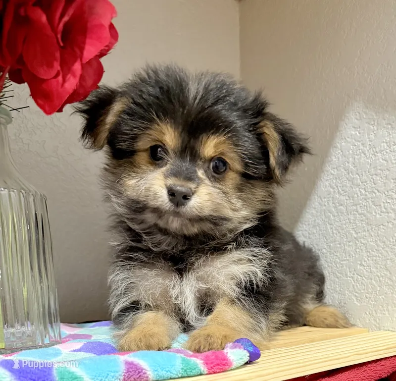 Mr Tibbins – Maltese, Yorkshire Terrier puppy for sale in Cassville, MO