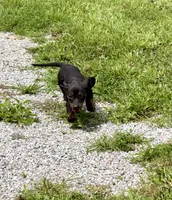 Silly Sassy, a female Miniature Dachshund for sale in Cassville, MO – 8 of 9