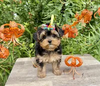 Tiny Tanisha POTTY TRAINED , a female Maltese and Yorkshire Terrier for sale in Cassville, MO – 3 of 8