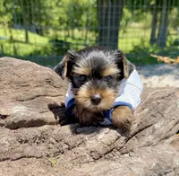 AKC Tcup Smudge 17 ounces, a male Yorkshire Terrier for sale in Cassville, MO – 7 of 10