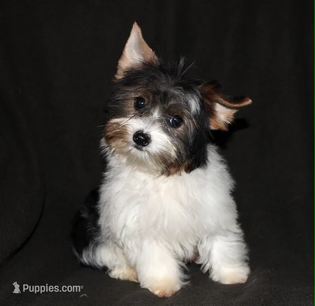 Skeeter – Yorkshire Terrier puppy for sale in Cassville, MO