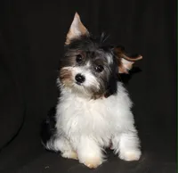 Skeeter, a male Yorkshire Terrier for sale in Cassville, MO – 1 of 10