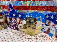 AKC Tcup Skeeter 14 ounces, a male Yorkshire Terrier for sale in Cassville, MO – 3 of 7