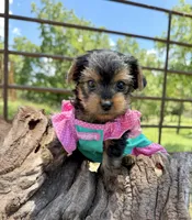 Akc Tcup Sammy 16 ounces, a female Yorkshire Terrier for sale in Cassville, MO – 4 of 10