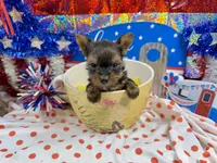 AKC Tiny Tcup Scarlett 7 ounces, a female Yorkshire Terrier for sale in Cassville, MO – 6 of 10