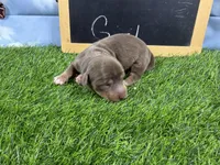 Mini Longcoat Pickles, a female Dachshund and Miniature Dachshund for sale in Cassville, MO – 1 of 3