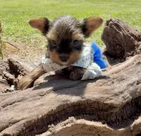AKC Tiny Tcup Scarlett 9 ounces, a female Yorkshire Terrier for sale in Cassville, MO – 10 of 10