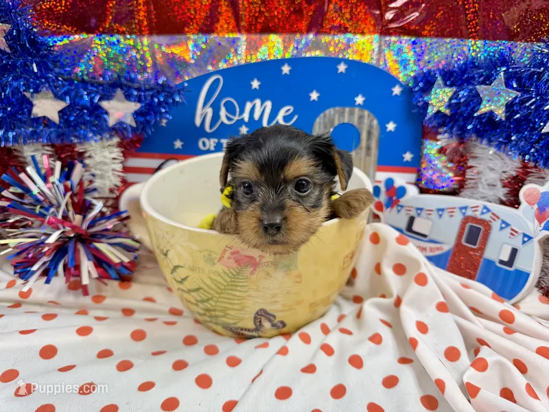 AKC Tcup Sawyer 12 ounces – Yorkshire Terrier puppy for sale in Cassville, MO