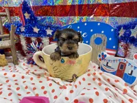 AKC Tcup Smudge 14 ounces, a male Yorkshire Terrier for sale in Cassville, MO – 2 of 7