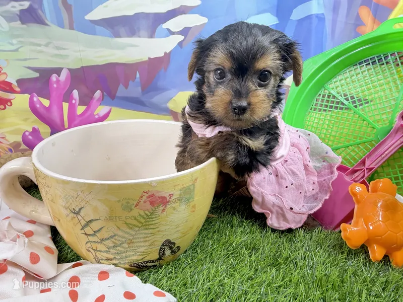 Akc Tcup Sammy 12 ounces – Yorkshire Terrier puppy for sale in Cassville, MO