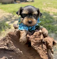 AKC Tcup Smudge 17 ounces, a male Yorkshire Terrier for sale in Cassville, MO – 2 of 10